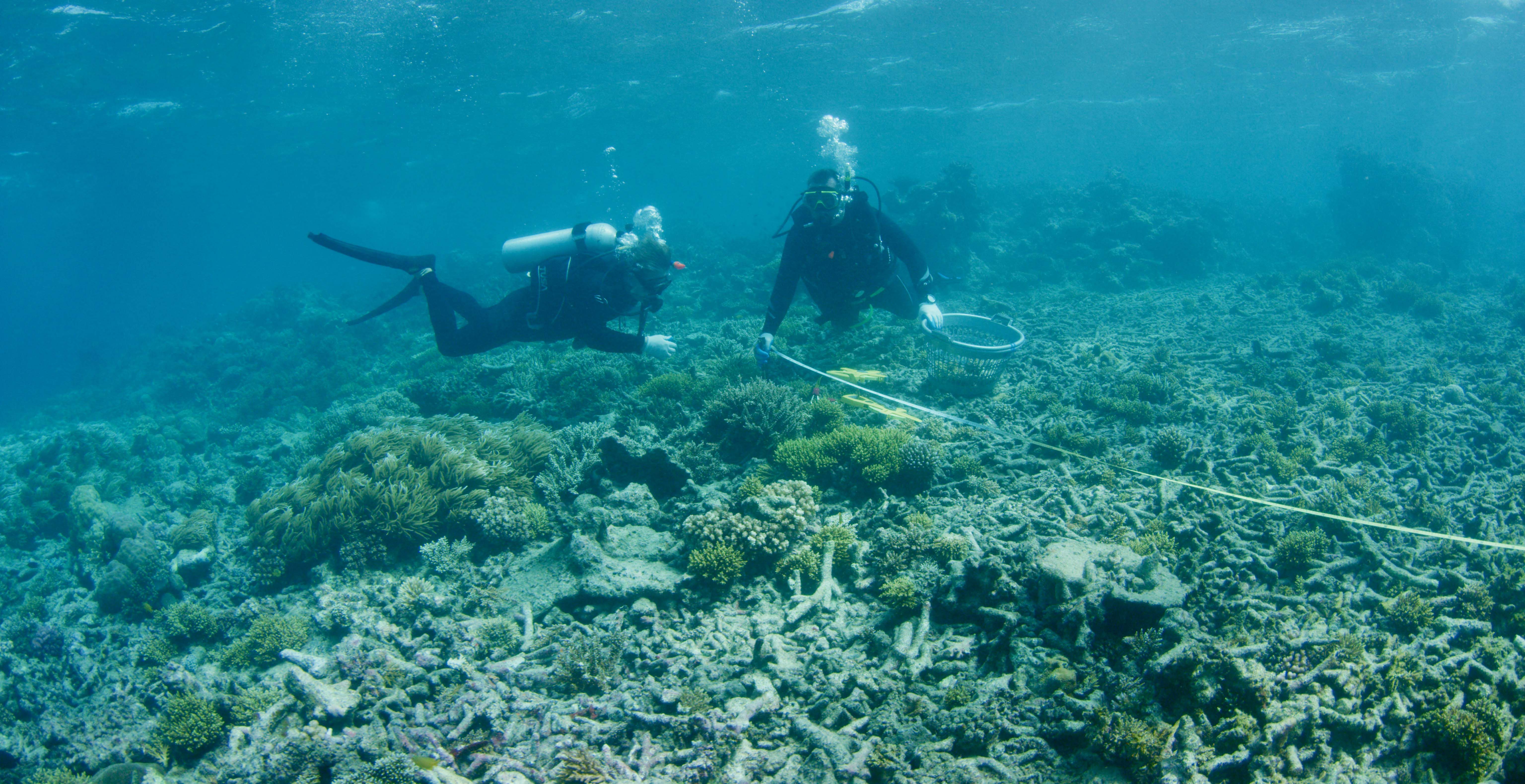Reef star sales
